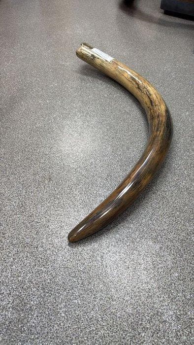 Wolharige mammoet - Gefossiliseerde slagtand - Mammuthus, Collections, Minéraux & Fossiles