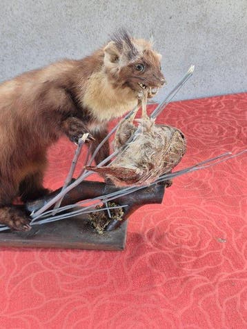 Martre - Taxidermie wandmontage - Martes martes - grand, Nieuw