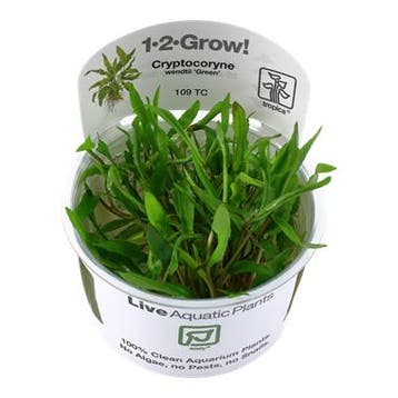 Tropica Cryptocoryne wendtii Green 1-2-grow! (easy), Verzenden, Nieuw