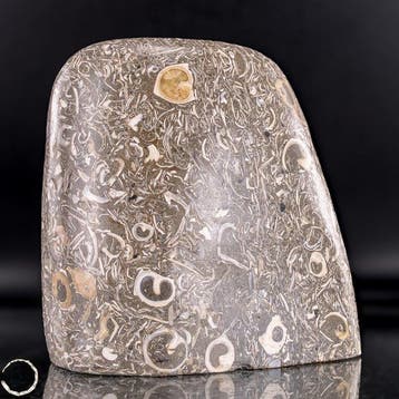 Natuurlijke krinoïden-vrije vorm uit Indonesië- 1457.38 g