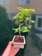 Metasequoia - Hoogte (boom): 27 cm - Diepte (boom): 21 cm -