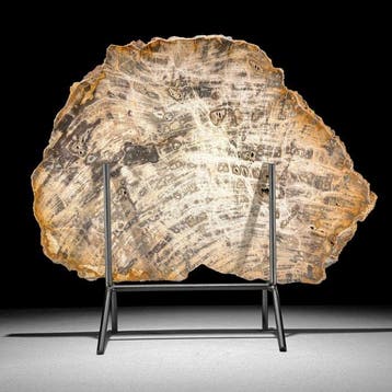 C - Magnifique tranche de bois pétrifié sur un socle