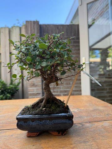 Japanese iep bonsai (Zelkova) - Hoogte (boom): 22 cm -