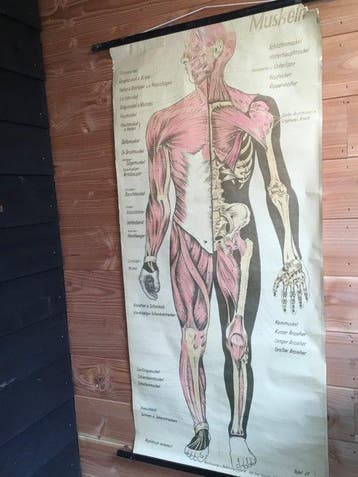 Joh.Emil Schwarz Alfenberg - Oude schoolplaat anatomische “, Antiek en Kunst