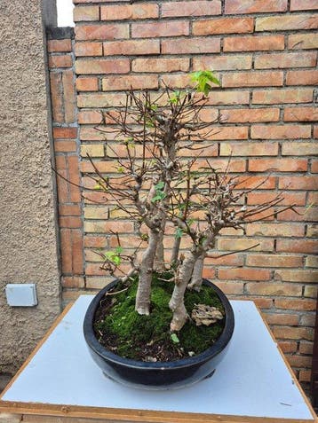 Drietand Esdoorn (Acer Buergerianum) - Hoogte (boom): 66 cm