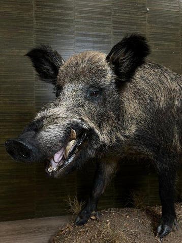 Wild zwijn Taxidermie volledige montage - Sus scrofa - 88 cm