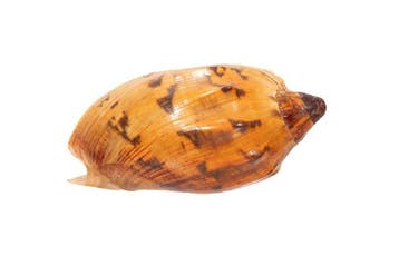 Top-verzamelstuk: Cymbiola laminusa – 101 mm, Makellos (GEM)