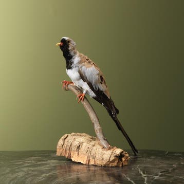 Maskerduif Taxidermie Opgezette Dieren By Max, Verzamelen, Ophalen of Verzenden, Nieuw, Vogel, Opgezet dier