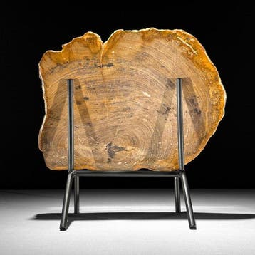 Magnifique tranche de bois pétrifié sur un socle