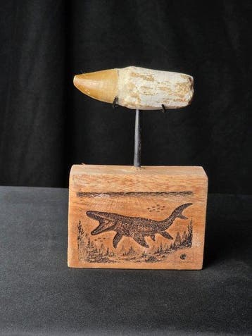 Mosasaurus - Fossiele tand - Mosasaur tooth on a custom base