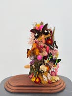 Mélange de papillons Support de corps entier pour taxidermie