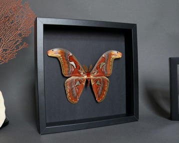 Vlinder Taxidermie volledige montage - Attacus atlas - 23 cm