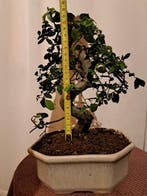 Chinese iep bonsai (Ulmus parviflora) - Hoogte (boom): 24 cm