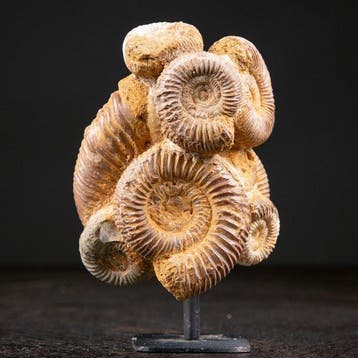 Zeldzame Jura-perisphinctes ammonietengroep - Natuurlijke, Nieuw