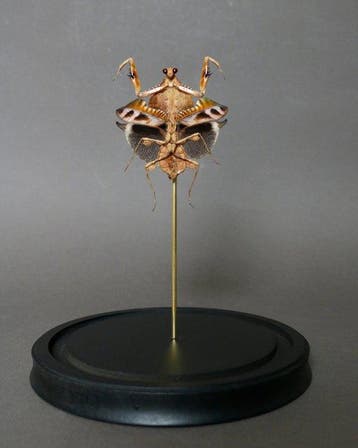mante Support de corps entier pour taxidermie - Deroplatys, Collections