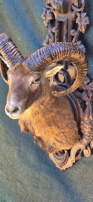 Mouflon Support de corps entier pour taxidermie - Ovis aries, Collections, Collections Animaux