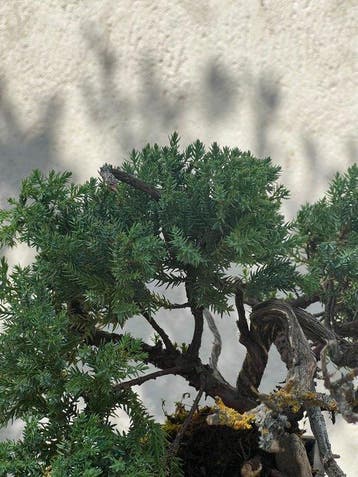 Jeneverbes bonsai (Juniperus) - Hoogte (boom): 20 cm -