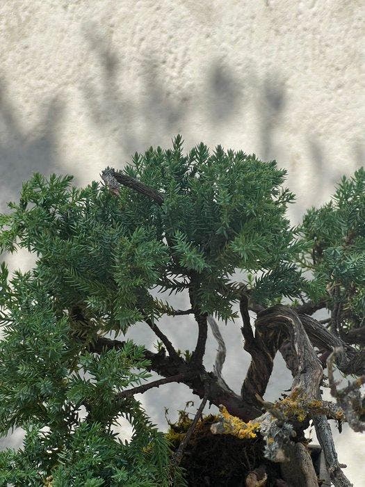 Jeneverbes bonsai (Juniperus) - Hoogte (boom): 20 cm -, Antiek en Kunst, Curiosa en Brocante
