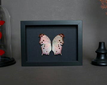 Vlinder Taxidermie volledige montage - Salamis parhassus -
