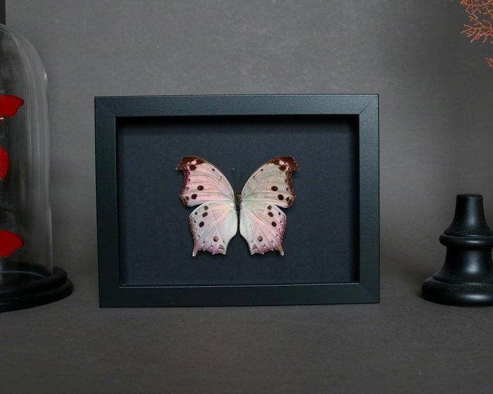 Vlinder Taxidermie volledige montage - Salamis parhassus -, Antiek en Kunst, Curiosa en Brocante
