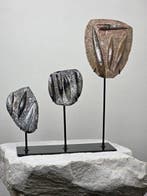 Orthoceras-fossielen op matrix – Decoratieve set op