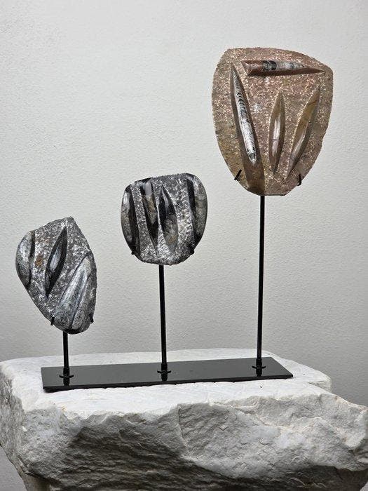 Orthoceras-fossielen op matrix – Decoratieve set op, Verzamelen, Mineralen en Fossielen