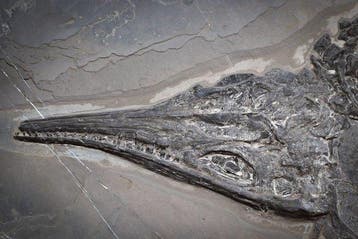 Zeereptiel - Gefossiliseerd dier - Mixosaurus - 90 cm - 45