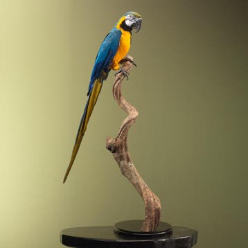Blauw-Gele Ara Taxidermie Opgezette Dieren By Max, Ophalen of Verzenden, Nieuw, Vogel, Opgezet dier