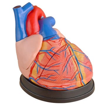 Anatomisch model hart, drie keer levensgrote ST-ATM 73, Verzenden