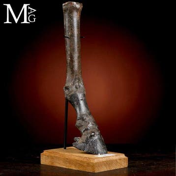 Pied de cheval du Pleistocène provenant de la mer du Nord –