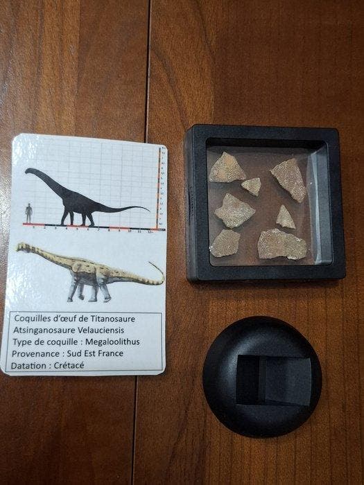 Dinosaurus - Fossiel fragment - Ce lot est un lot de 6, Verzamelen, Mineralen en Fossielen