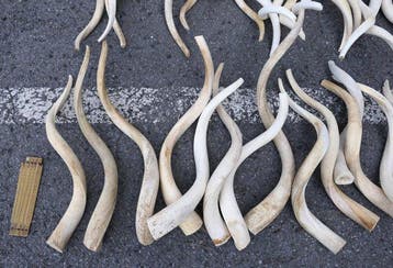 Grote koedoe Hoorns - Tragelaphus strepsiceros - 39 cm - 69, Verzamelen, Nieuw