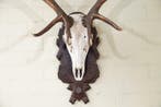 Large Red Stag Trophy Schedel - Cervus elaphus - 72 cm - 125, Verzamelen, Dierenverzamelingen, Nieuw