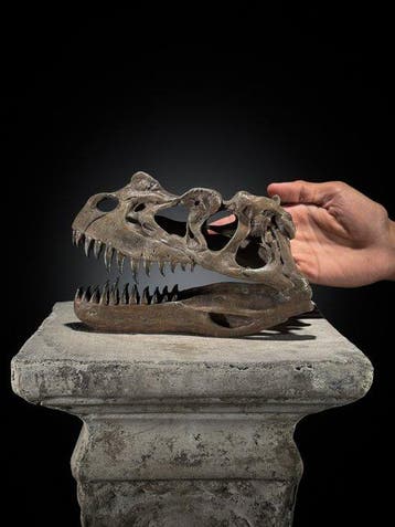 PAS DE PRIX DE RÉSERVE - Une réplique de crâne de dinosaure