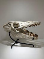 Zeereptiel - Fossiele schedel - Mosasaurus - 41 cm (Zonder, Verzamelen, Mineralen en Fossielen