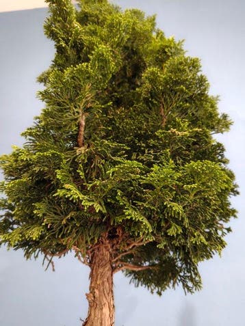 Bonsaï Cyprès du Japon (Chamaecyparis obtusa) - Hauteur