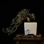 Bonsai van Pistacia lentiscus - Hoogte (boom): 15 cm -