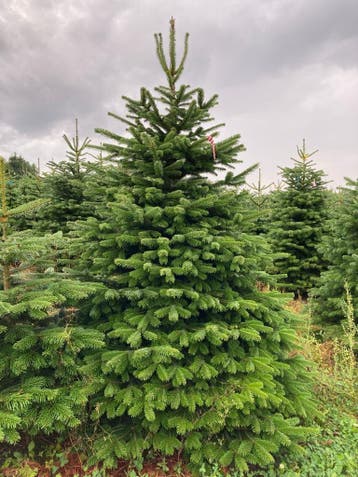 Nordman en Omorika  te Riemst (Limburg), Jardin & Terrasse, Plantes | Arbres, Ophalen