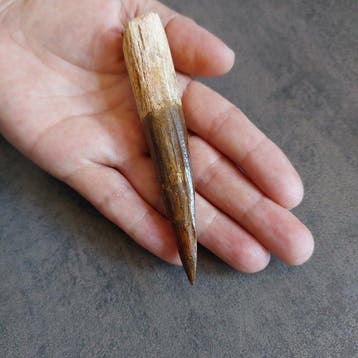Dinosaurus - Fossiele tand - Spinosaurus aegyptiacus - 108