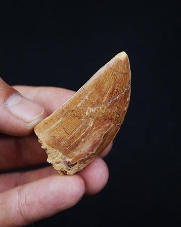 Dinosaure - Dent fossile - Carcharodontosaurus saharicus