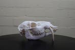 Cerf deau chinois Crâne - Hydropotes inermis - 7.5 cm - 7.5