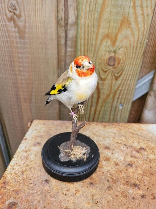 Grote mutatie major putter. Taxidermie volledige montage -, Verzamelen, Dierenverzamelingen