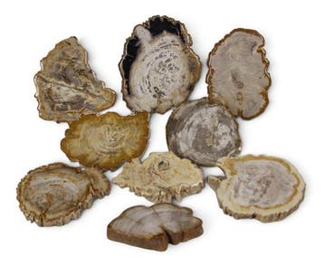 Versteend houtschijven - Gefossiliseerd hout - Dipterocarpus