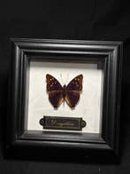 Doxocopa agathina Taxidermie wandmontage - Doxocopa agathina, Verzamelen, Dierenverzamelingen, Nieuw