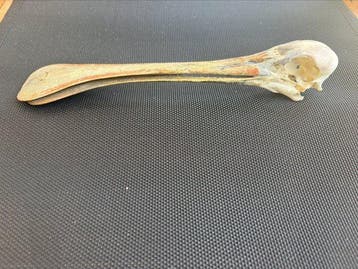 Afrikaanse lepelaar - Vogelschedel - Platalea alba - 4.5 cm, Nieuw