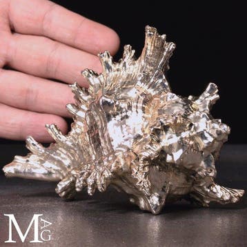 Natuurlijke Murex ramosus-schelp met zilveren