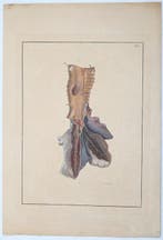 F. D. Reisseisen - [Elephant folio] Über den Bau der Lungen.