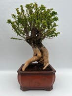 Bougainvillea bonsai (Bougainvillea glabra) - Hoogte (boom):