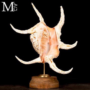 Harpago chiragra schelp Indo-Pacific Spider Conch op een, Collections, Minéraux & Fossiles