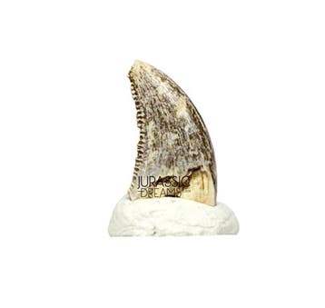 Uitzonderlijk zeldzaam Acheroraptor temertyorum